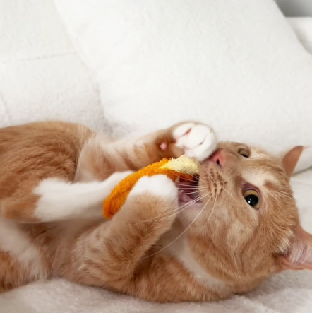 cat toys