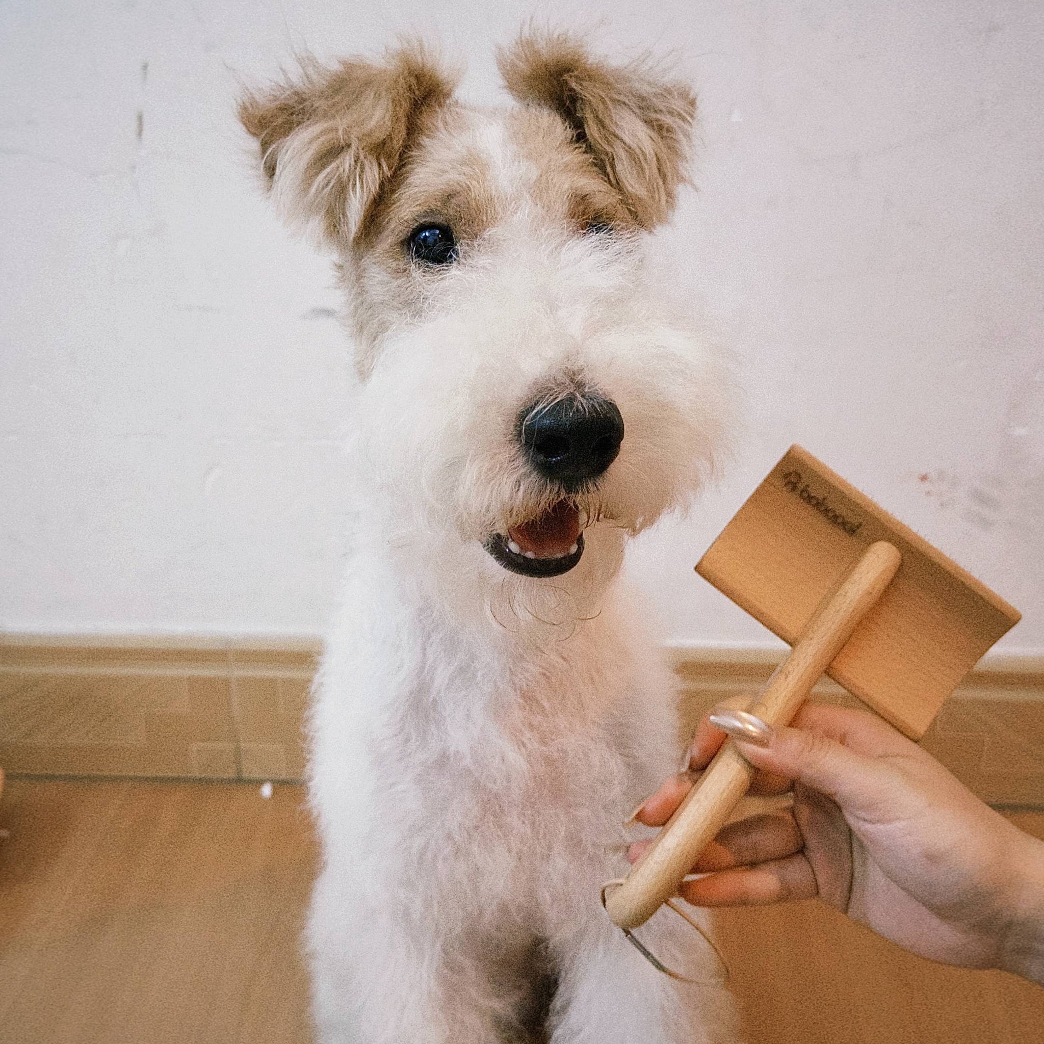 dog wooden brush