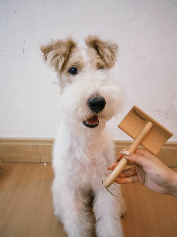 dog wooden brush