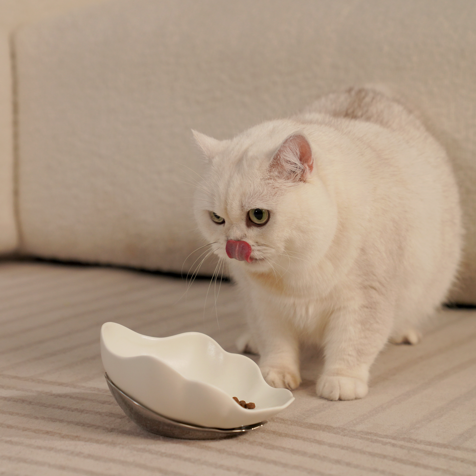 Natural ore glaze; BPA-, lead-, and cadmium-free for safe daily use for both dogs and cats.