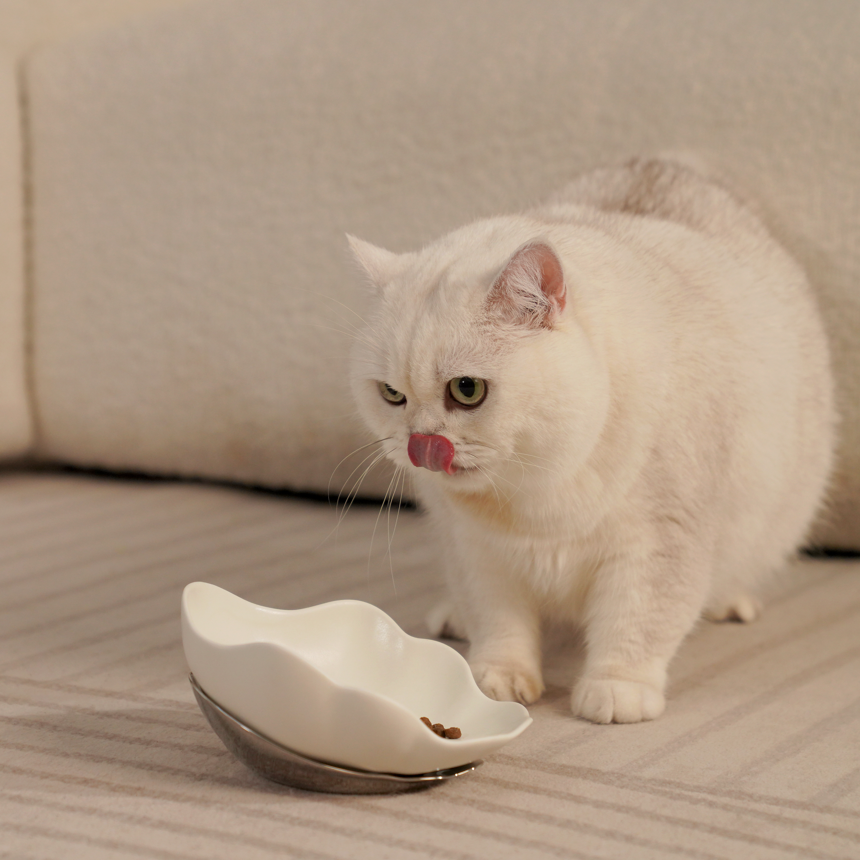 Natural ore glaze; BPA-, lead-, and cadmium-free for safe daily use for both dogs and cats.