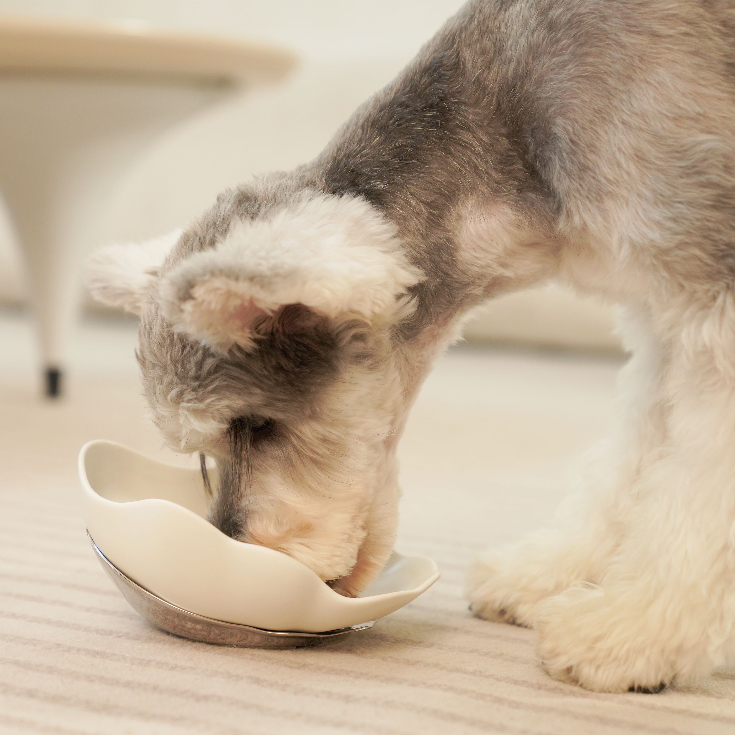 Wide, low opening prevents whisker fatigue and ensures comfortable feeding for both cats and small dogs.
