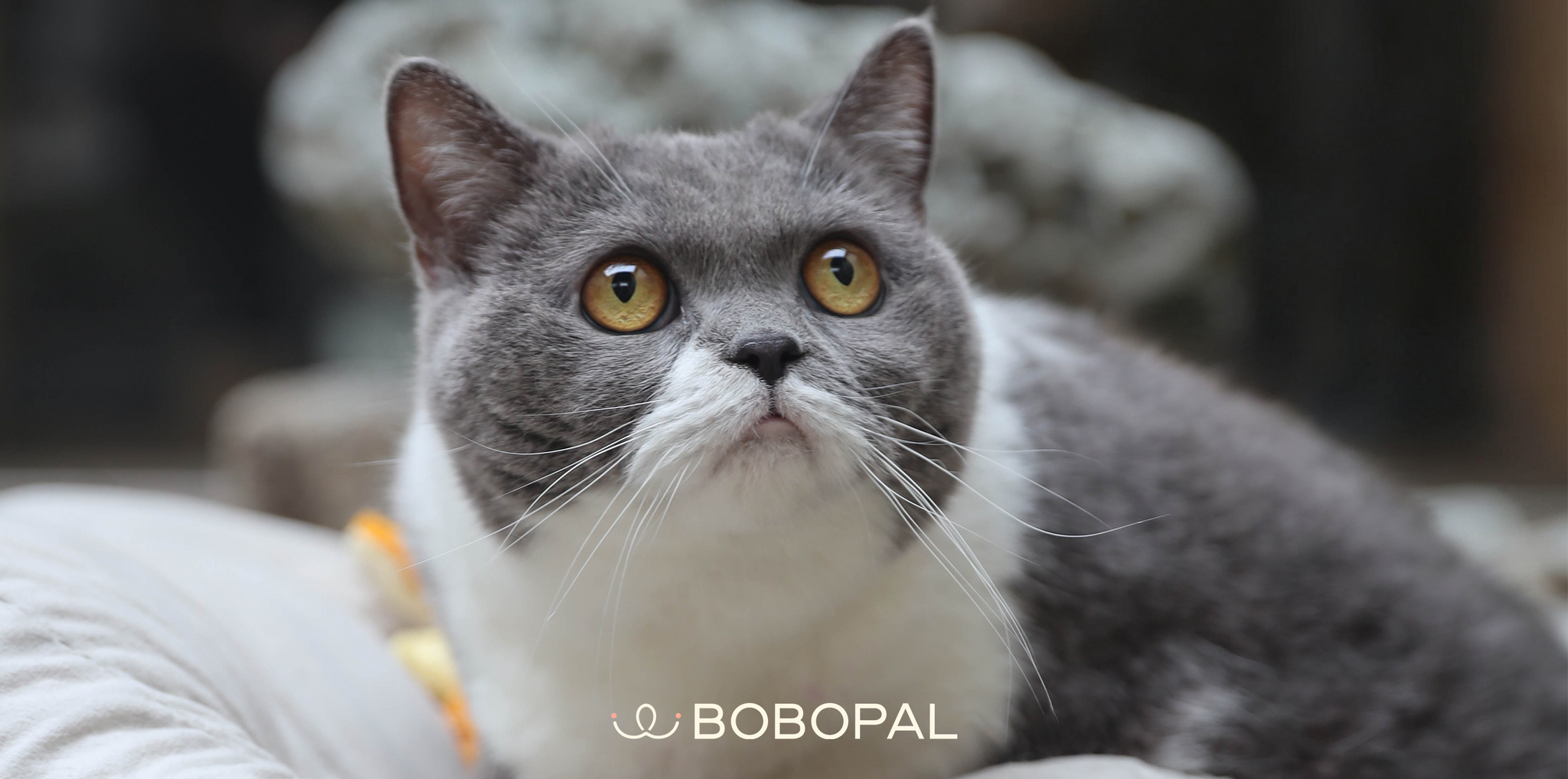 BOBOPAL was built for a cat called BOBO.When BOBO entered my life, our days began to form a pattern.Her patient waiting at mealtime, the sound she makes when it's time to brush her fur, the familiar presence beside me each night. I realized then that our life together wasn't built on grand events, but on the subtle consistency of small, repeated acts. They form the invisible architecture of our trust, the living proof of our coexistence.This understanding is why our brand exists. We create the tools for rit