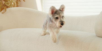 To craft beautiful, intuitive products that honor the sacred daily rituals between pets and their people, inspired by the simple truth that profound bonds are built not in grand moments, but in the, consistent imagination of care.